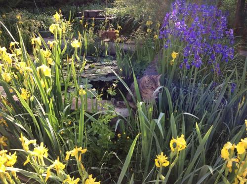 Billede fra billedgalleriet på Rosehill Cottage i Orbányosfa