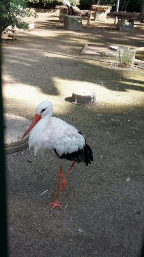 a white bird with a red beak standing in the street at Fleur de Vigne in Eguisheim
