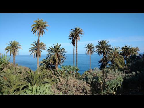a group of palm trees in front of the ocean at Villa in protected space in front of the sea in Los Realejos