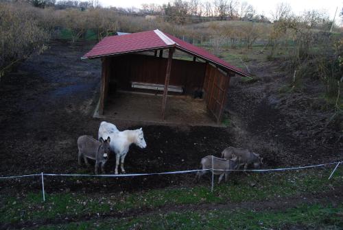 a group of animals standing in front of ashed at Villa Farfalla Bianca in Vitorchiano