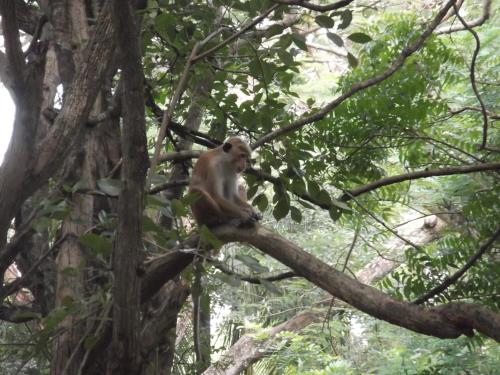 a monkey sitting on top of a tree branch at Sath Rest in Habarana