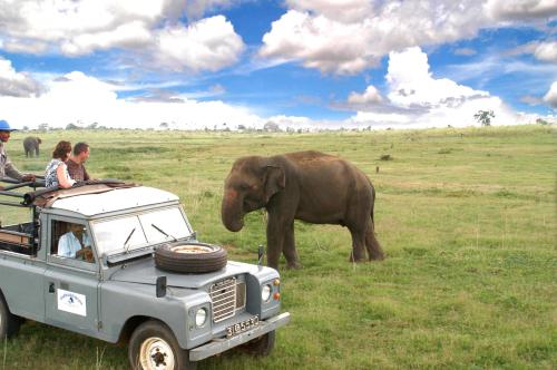 an elephant standing in a field next to a vehicle at Sath Rest in Habarana
