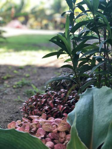 a bunch of plants growing on the ground at Ocacocar - Milagres in São Miguel dos Milagres