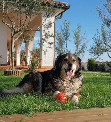 a dog laying in the grass with a red ball at Villa EMI in Zgornje Škofije