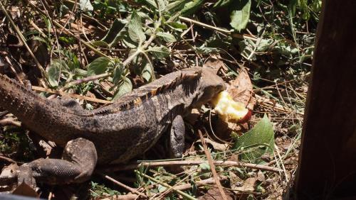 a lizard is laying on the ground in the grass at Samara Palm Lodge in Sámara