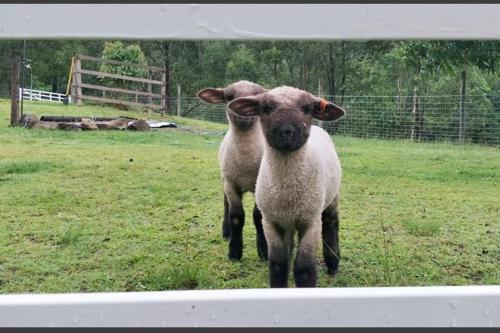 a couple of sheep standing in a field at Bielby's Hideaway in Eudlo