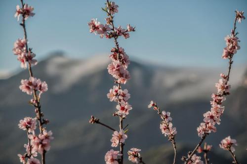 アパートメントから撮影された、または一般的な山の景色