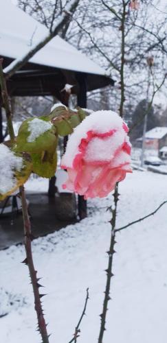 Apartmani Janković en invierno