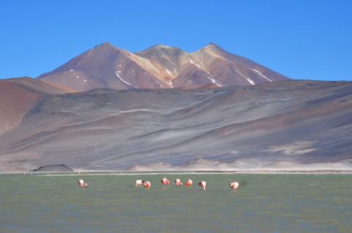 a group of animals in the water with mountains in the background at Ckuri Atacama in San Pedro de Atacama