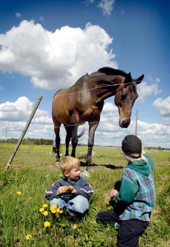two children sitting in a field looking at a horse at Kullagården in Vreta Kloster