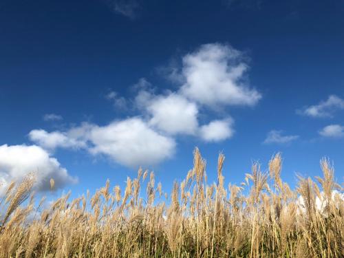 a field of tall grass with a blue sky at TORUS 修善寺 Condominium 貸切宿 in Izu