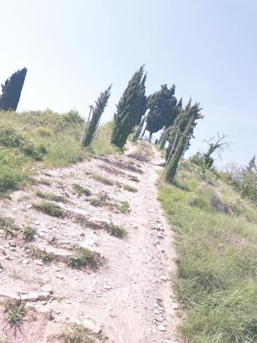 a dirt path on a hill with trees on it at Amata Valgre Affittacamere, comfort e pulizia eccezionali!! in Olginate
