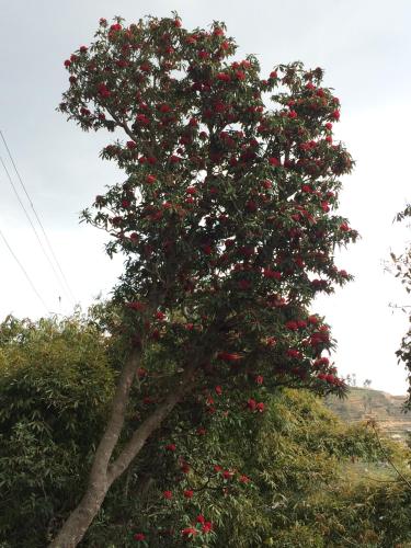 a tree with lots of red flowers on it at Golden Gate Guest House in Bhaktapur