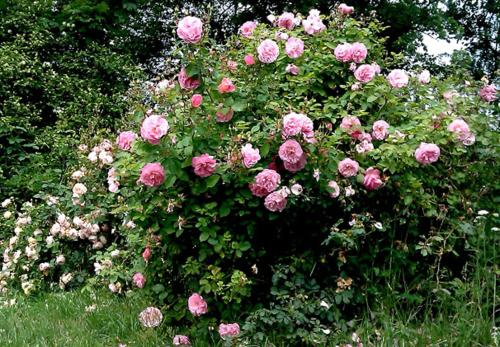 a bush of pink roses in a garden at Elisetorp in Kivik