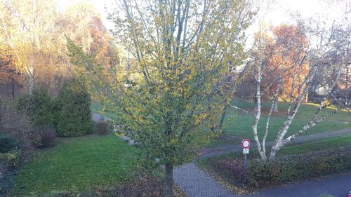 a tree on the side of a road with a sign at Faldernpoort in Emden