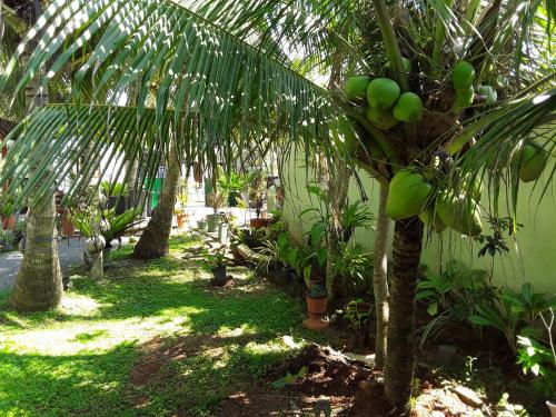 a bunch of green fruit on a palm tree at Karl Holiday Bungalow in Kalutara