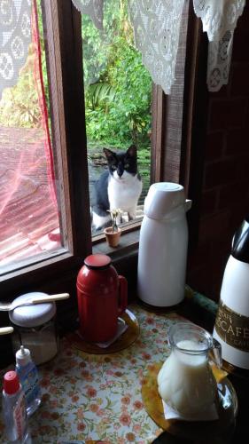 a black and white cat sitting in a window at Pousada do Oasis in Morretes