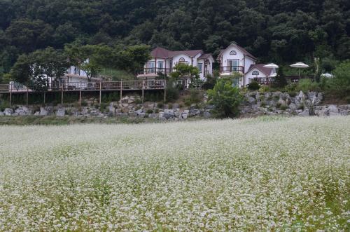 a field of white flowers in front of houses at Forest of Color Pension in Hongcheon