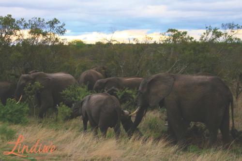a herd of elephants standing in a field at Lindiwe Safari Lodge in Hoedspruit