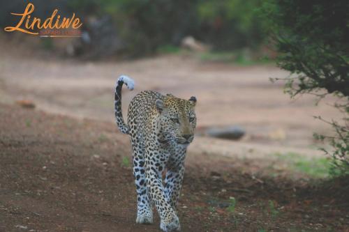 a leopard walking down a dirt road at Lindiwe Safari Lodge in Hoedspruit