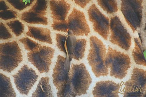 a bird sitting on the neck of a giraffe at Lindiwe Safari Lodge in Hoedspruit
