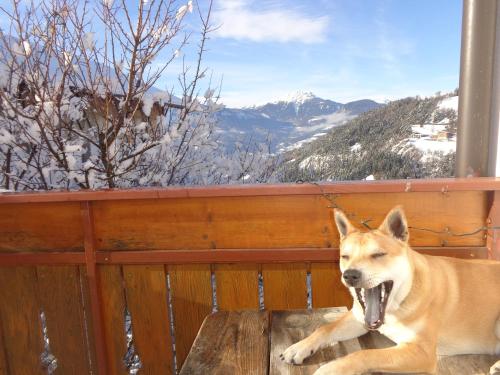 a dog laying on a bench looking out a window at Pitterle Hof in Meltina