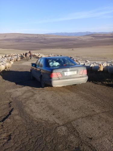 a car parked on a dirt road with a herd of sheep at My home udabno in Udabno