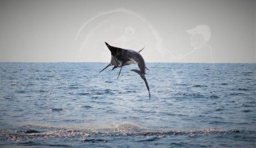a dolphin jumping out of the water at Paziflora Hostel -STARLINK- in Puerto Escondido