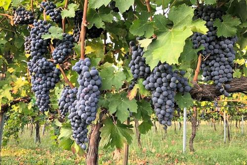 a bunch of purple grapes hanging from a tree at Agriturismo Podere Prasiano in Marano sul Panaro