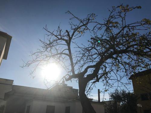 a tree in front of a building with the sun behind it at Impero 6 in Scauri