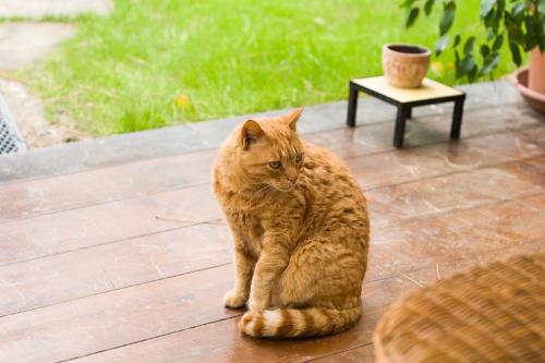 an orange cat sitting on a wooden deck at La Villetta in Pula