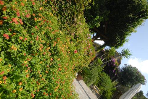 a hedge of flowers on the side of a building at Hotel Danila in Portoferraio