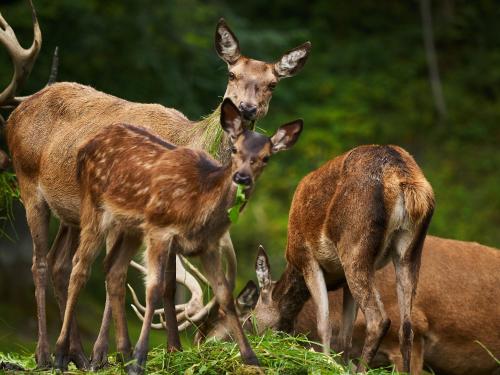 a group of deer standing next to each other at Eisbacherhof in Schladming