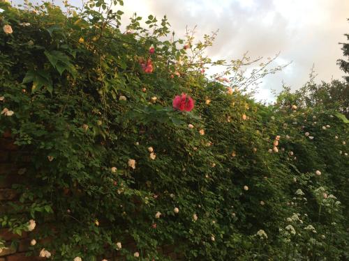 a hedge with red roses on it at Kranichhof - Studio, Loft & Atelier in Zossen