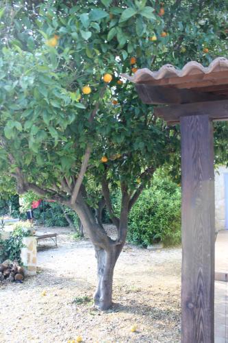 an orange tree in a garden with a bird feeder at Mas de l'Olivier in Saint-Estève