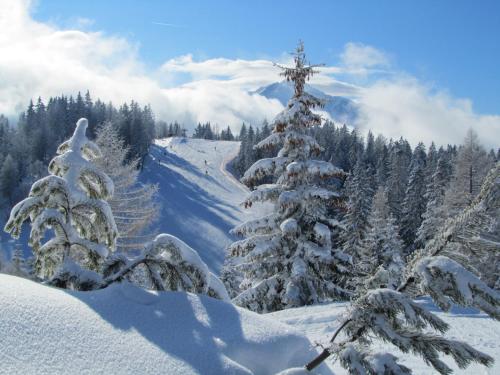 a group of snow covered trees on a snowy mountain at Hotel Helga in Seefeld in Tirol