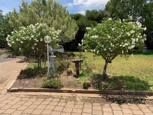 two trees with white flowers in a garden at Orana Windmill Motel in Gilgandra