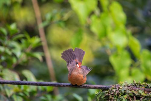 a bird perched on a pole with its wings out at Pousada Morro do Forte in Paraty