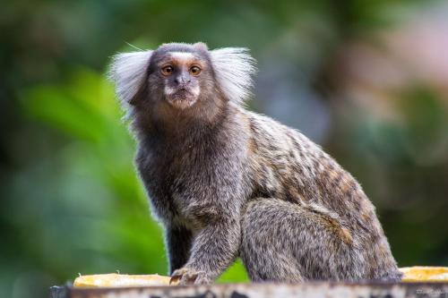 a monkey sitting on top of a table at Pousada Morro do Forte in Paraty
