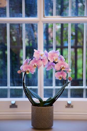 a vase with pink flowers in front of a window at The Z Hotel Covent Garden in London