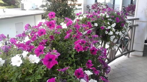 a bunch of purple and white flowers on a balcony at Hotel Eden in Valeggio sul Mincio
