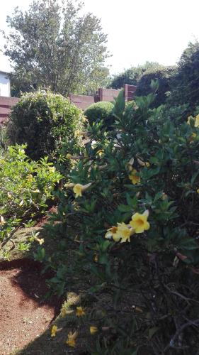 a bush with yellow flowers in a garden at Hamba Kancane Ma-Africa Guest House in Graskop