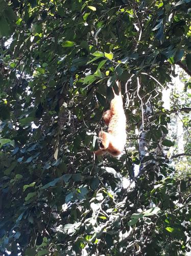a cat is sitting in a tree at Gibbon Singing Home Stay in Quan Tom