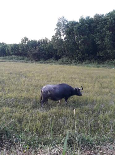a bull standing in a field of grass at Gibbon Singing Home Stay in Quan Tom