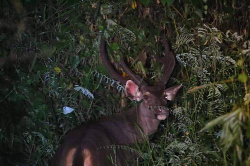 a moose with large horns standing in the forest at Gibbon Singing Home Stay in Quan Tom