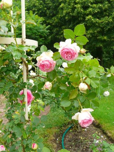 a bush of pink roses growing next to a fence at Chambres d'hôtes et Roulotte Au Bonheur Du Parc in Le Breuil