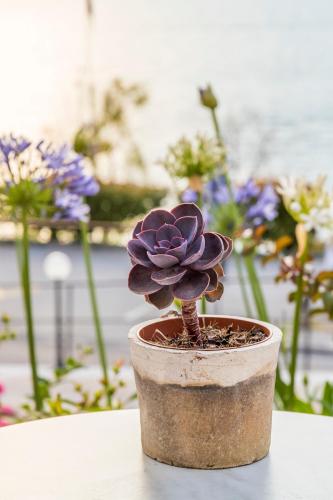 a small purple plant in a pot on a table at Hotel Oasi Beach in Malcesine