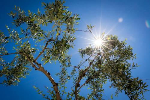 a tree with the sun in the sky at Hotel Oasi Beach in Malcesine