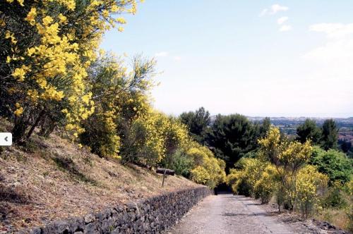 a dirt road with trees and a stone wall at B&B La Casetta in Aci Bonaccorsi