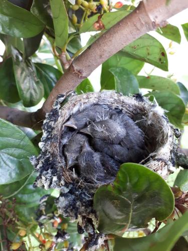 a baby bird in a nest in a tree at Agriturismo Bocci in Castiglione della Pescaia